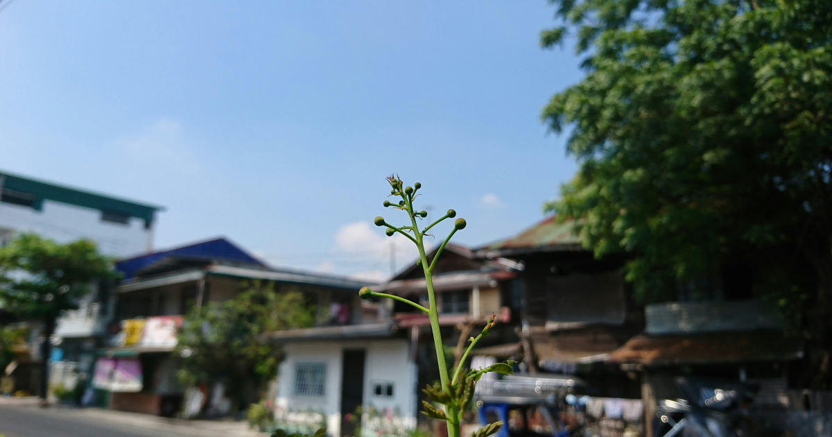 캄보디아 ODA 1300억 예산, 실사 없이 편성 논란
